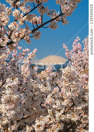 Minamiashigara Cherry Blossom Festival Minamiashigara Cherry Blossom Festival 139500929