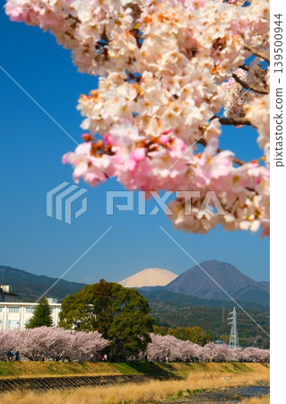 Minamiashigara Cherry Blossom Festival Minamiashigara Cherry Blossom Festival 139500944