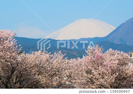 Minamiashigara Cherry Blossom Festival Minamiashigara Cherry Blossom Festival 139500947