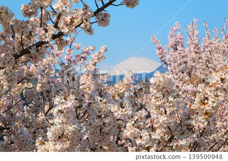 南足柄櫻花節 南足柄櫻花節 139500948
