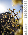 Yellow wintersweet flowers blooming in the sunlight against a blue sky. 139500952