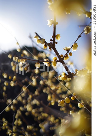 Yellow wintersweet flowers blooming in the sunlight against a blue sky. 139500952