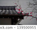 Deep pink plum blossoms in full bloom against the backdrop of charming, traditional tiled roofs. 139500955