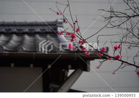 深粉紅色的梅花盛開，映襯著迷人的傳統瓦屋頂。 139500955