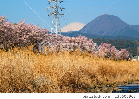 Minamiashigara Cherry Blossom Festival Minamiashigara Cherry Blossom Festival 139500965