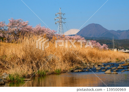 Minamiashigara Cherry Blossom Festival Minamiashigara Cherry Blossom Festival 139500969