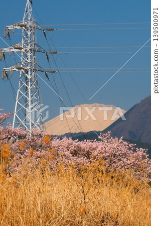 Minamiashigara Cherry Blossom Festival 139500971