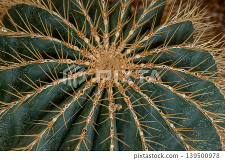 The king of cacti, the yellow cactus, the golden barnacle. The king of cacti, the yellow cactus, the golden barnacle. 139500978