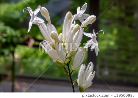 White Candle, Acanthaceae [evergreen shrub] 139500983