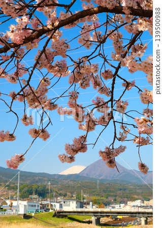 Minamiashigara Cherry Blossom Festival Minamiashigara Cherry Blossom Festival 139500988