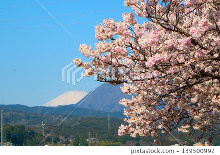 Minamiashigara Cherry Blossom Festival Minamiashigara Cherry Blossom Festival 139500992