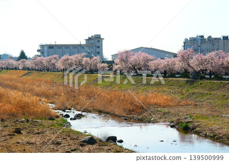 Minamiashigara Cherry Blossom Festival Minamiashigara Cherry Blossom Festival 139500999