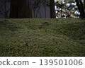 A beautiful, soft carpet of moss in a Japanese garden, bathed in dappled sunlight. 139501006