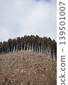 The landscape of the logged mountain slopes and the coniferous forest remaining on the summit. 139501007