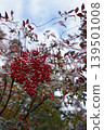 The lovely bright red berries and leaves of the nandina plant against a blue sky. 139501008