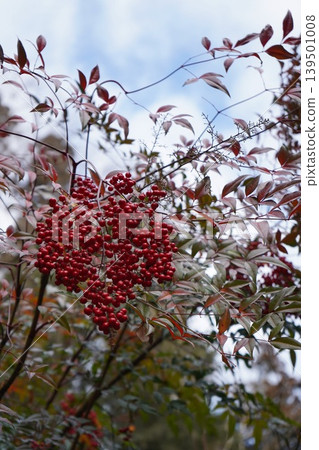 The lovely bright red berries and leaves of the nandina plant against a blue sky. The lovely bright red berries and leaves of the nandina plant against a blue sky. 139501008