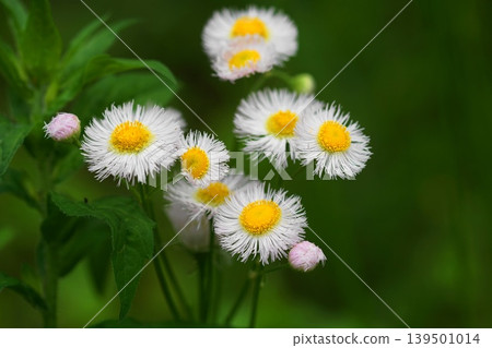 White fleabane flowers, May, Inagi 349, Fleabane, Asteraceae family, Hirao White fleabane flowers, May, Inagi 349, Fleabane, Asteraceae family, Hirao 139501014