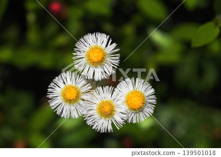 White fleabane flowers, May, Inagi 353, Fleabane, Asteraceae family, Hirao White fleabane flowers, May, Inagi 353, Fleabane, Asteraceae family, Hirao 139501018