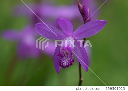 Bletilla striata flowers beginning to bloom, May, Inagi 358, Bletilla striata, Orchidaceae, Hirao Bletilla striata flowers beginning to bloom, May, Inagi 358, Bletilla striata, Orchidaceae, Hirao 139501023