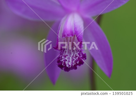 白芨花開始開花，五月，稻城 360，白芨，蘭科，平尾 139501025