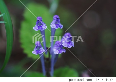 Scutellaria flowers blooming on the riverbank in spring, May, Inagi 387, Scutellaria, Lamiaceae family, Hirao Scutellaria flowers blooming on the riverbank in spring, May, Inagi 387, Scutellaria, Lamiaceae family, Hirao 139501052