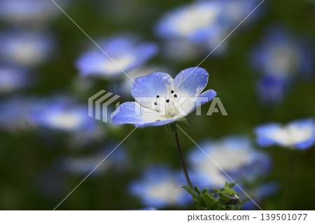 藍花粉蝶，五月，稻木412，粉蝶屬，紫草科，平尾 139501077
