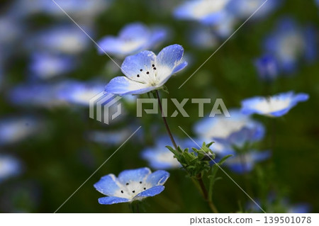 藍花粉蝶，五月，稻木413，粉蝶屬，紫草科，平尾 139501078