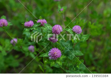 The flowers of the purple clover, which bloom in early summer. May, Inagi 419. Purple clover, Fabaceae family, Hirao. The flowers of the purple clover, which bloom in early summer. May, Inagi 419. Purple clover, Fabaceae family, Hirao. 139501084