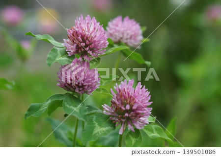 The flowers of the purple clover, which bloom in early summer, in May in Inagi 421. Purple clover, Fabaceae family, Hirao. The flowers of the purple clover, which bloom in early summer, in May in Inagi 421. Purple clover, Fabaceae family, Hirao. 139501086