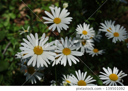 白色簇生花,五月,稻代427,法國雛菊,菊科,平尾 白色簇生花,五月,稻代427,法國雛菊,菊科,平尾 139501092