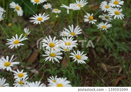 Clusters of white flowers, May, Inagi 429, French daisy, Asteraceae family, Hirao 139501094