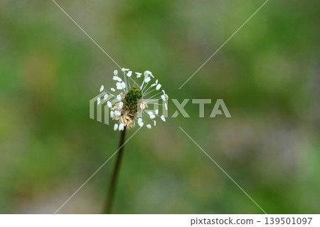 White broadleaf plantain flowers, May, Inagi 432, Broadleaf Plantain, Plantaginaceae family, Hirao White broadleaf plantain flowers, May, Inagi 432, Broadleaf Plantain, Plantaginaceae family, Hirao 139501097