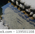 魚兒在世界遺產白川鄉清澈的水中游弋。 139501108