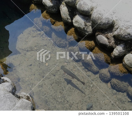 魚兒在世界遺產白川鄉清澈的水中游弋。 魚兒在世界遺產白川鄉清澈的水中游弋。 139501108