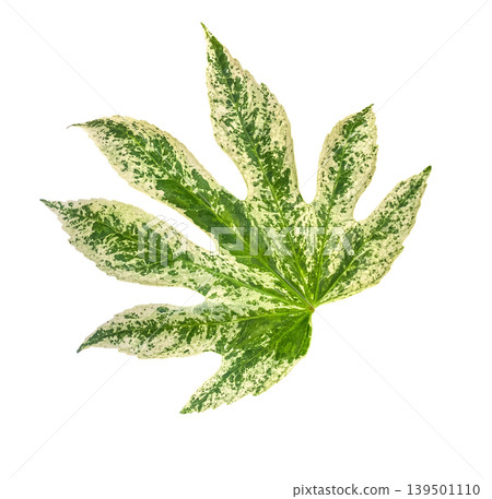 Fatsia Japonica 'Spider's web' Variegated Leaf isolated on white background with clipping path. Floral design element Ideal for botanical designs, cards, invitations, posters. Fatsia Japonica 'Spider's web' Variegated Leaf isolated on white background with clipping path. Floral design element Ideal for botanical designs, cards, invitations, posters. 139501110