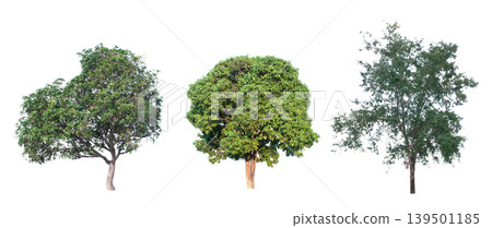 collection of tree in the garden isolated on white background 139501185