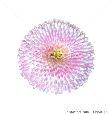 Pink and white marguerite daisy flower isolated on white background with clipping path. Floral design element Ideal for botanical designs, cards, invitations, posters. Pink and white marguerite daisy flower isolated on white background with clipping path. Floral design element Ideal for botanical designs, cards, invitations, posters. 139501189