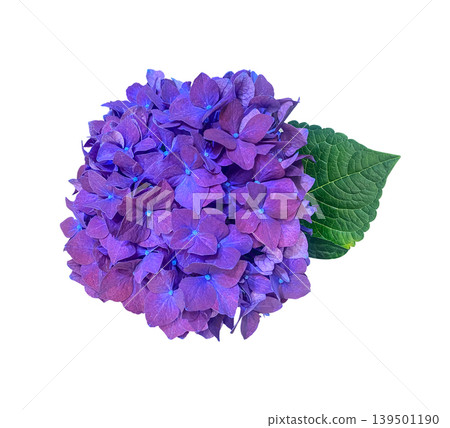Beautiful Purple and Blue Hydrangea macrophylla with vibrant flowers isolated on a white background with clipping path. Floral design element Ideal for botanical designs, cards, invitations, posters. Beautiful Purple and Blue Hydrangea macrophylla with vibrant flowers isolated on a white background with clipping path. Floral design element Ideal for botanical designs, cards, invitations, posters. 139501190
