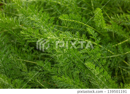 Close-up of Green branches of Yarrow Achillea millefolium background. Close-up of Green branches of Yarrow Achillea millefolium background. 139501191