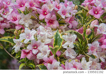 Weigela pink and white flowers Bush background. 139501192