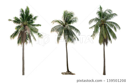 collection three Palm coconut the garden isolated on white background collection three Palm coconut the garden isolated on white background 139501208