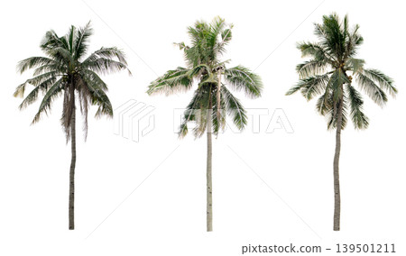 collection three Palm coconut the garden isolated on white background collection three Palm coconut the garden isolated on white background 139501211