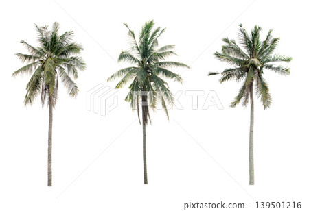 collection three Palm coconut the garden isolated on white background collection three Palm coconut the garden isolated on white background 139501216