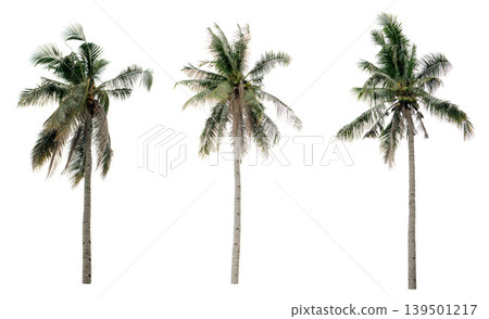 collection three Palm coconut the garden isolated on white background collection three Palm coconut the garden isolated on white background 139501217