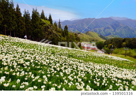 一片開滿白色水仙花的風景 一片開滿白色水仙花的風景 139501316
