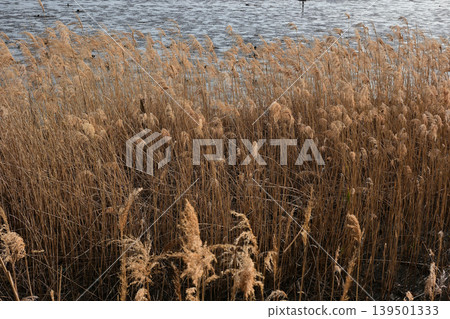 Reeds, pampas grass, Yatsu tidal flat 139501333