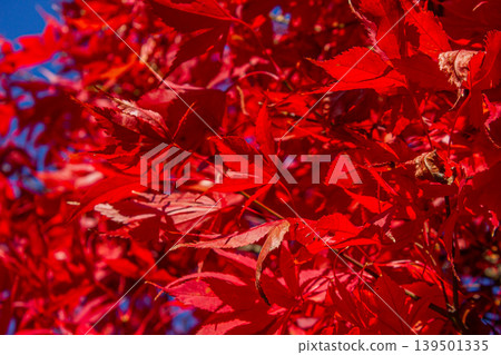 Texture of red Japanese maple leaves in autumn, detailed view of Acer palmatum foliage. 139501335