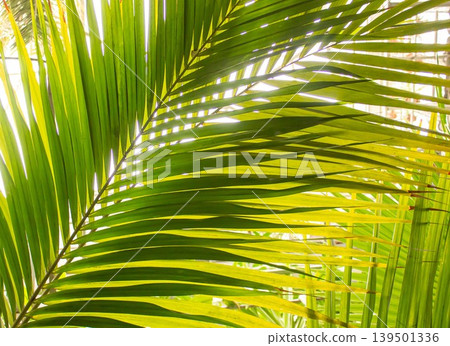 Fresh Green Palm leaves background with sun rays. Fresh Green Palm leaves background with sun rays. 139501336
