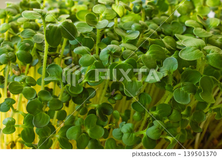 Close-up of Green fresh leaves of Cress Salad, watercress microgreens background. Homegrown herbs. Healthy nutritious super food concept. 139501370
