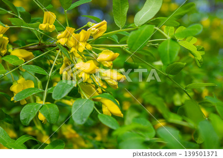 Close-up Yellow flowers of yellow acacia - Siberian caragana Caragana arborescens Lam background. Vibrant yellow flowers from the Caragana arborescens. Close-up Yellow flowers of yellow acacia - Siberian caragana Caragana arborescens Lam background. Vibrant yellow flowers from the Caragana arborescens. 139501371